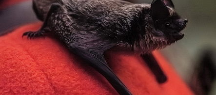 托国立专家：蝙蝠积极与人和动物互动