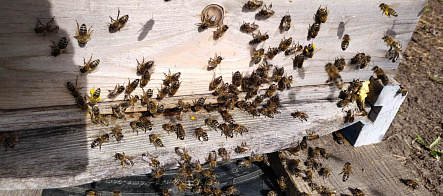 托木斯克国立大学生物学家帮助在恶劣条件下保持蜜蜂的生产力