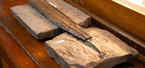 在托木斯克国立大学博物馆发现了一块距今约3亿年的鲨鱼鳍刺