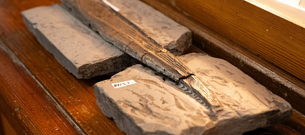 在托木斯克国立大学博物馆发现了一块距今约3亿年的鲨鱼鳍刺