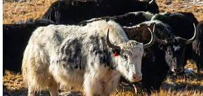 科学家发现，大型农场已成为“超级细菌”滋生的温床