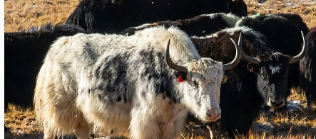 科学家发现，大型农场已成为“超级细菌”滋生的温床